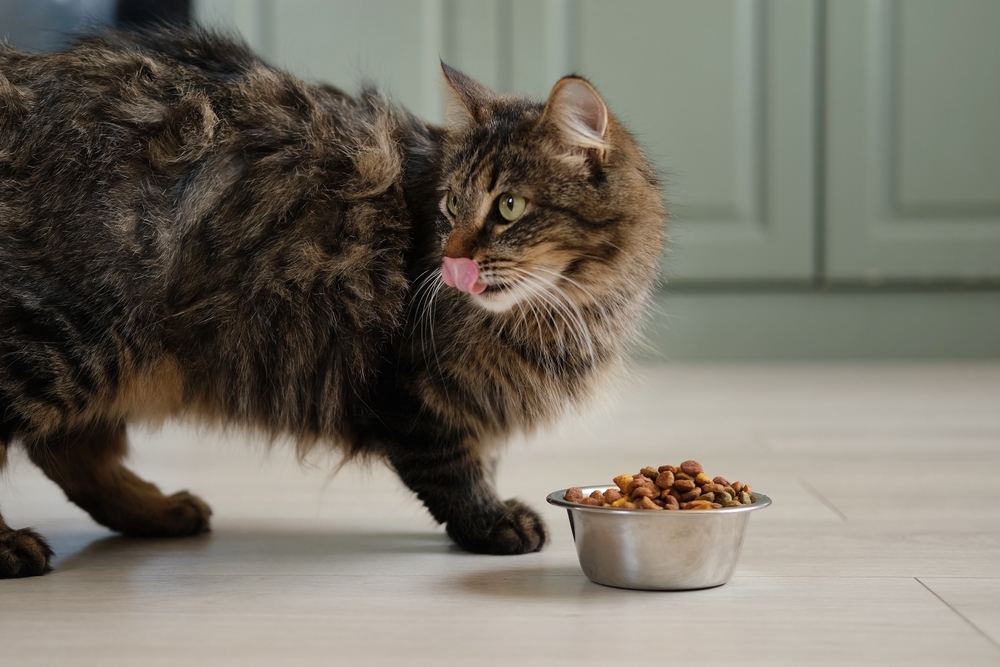 Cat Eating from Bowl on the Floor. Young Cat Eats Food, Licking Tongue. Feline Feeding at Home. Dining Room Background. Tabby Cat Eating Meat, Meal. Front View. Pet Food Banner. Domestic Animals Food