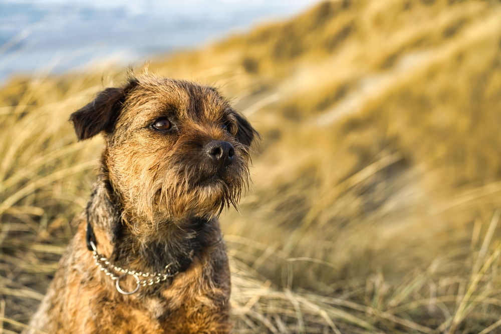 Close-up of a Border Terrier dog standing in a field of tall grass with a blurred background
