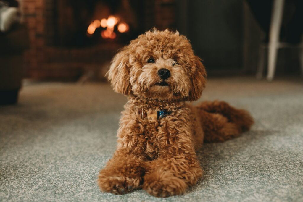 brown poodle puppy on blue carpet
