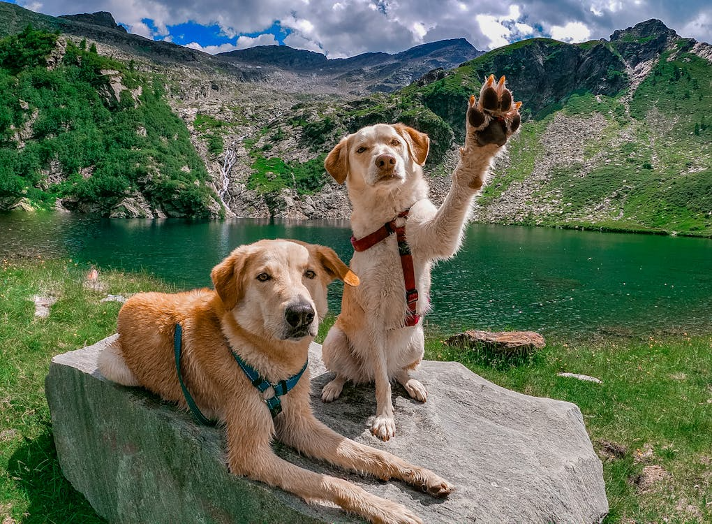 a photo of two Labrador Retrievers on a rock