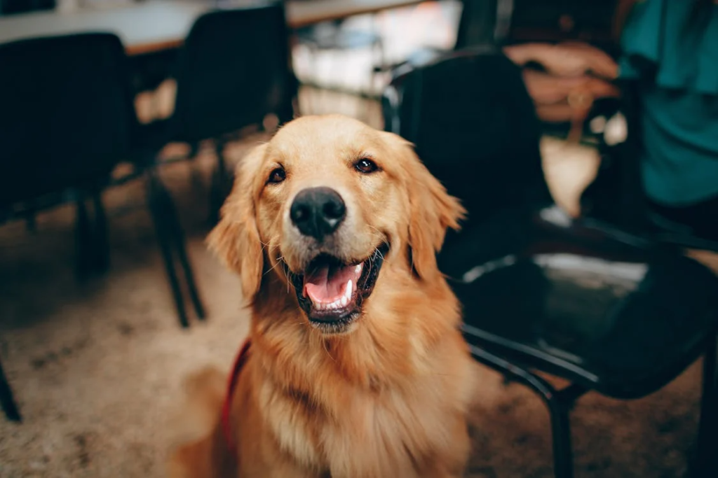 a photo of a smiling golden retriever dog.