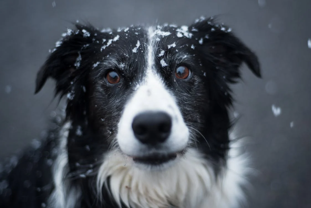 a photo of a border collie dog.