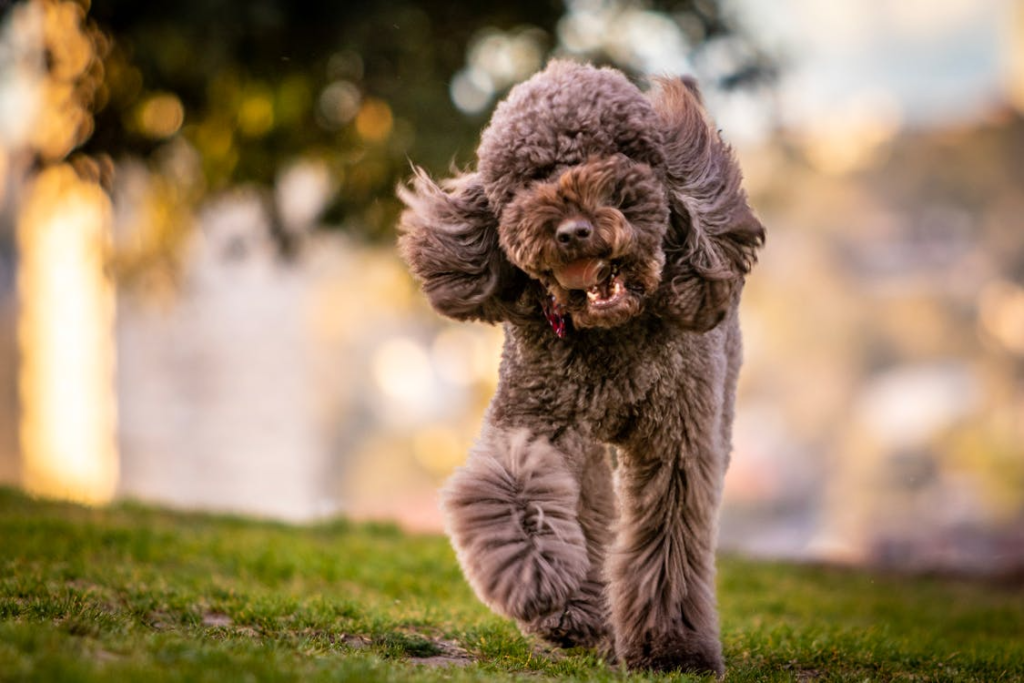 poodle running in a park