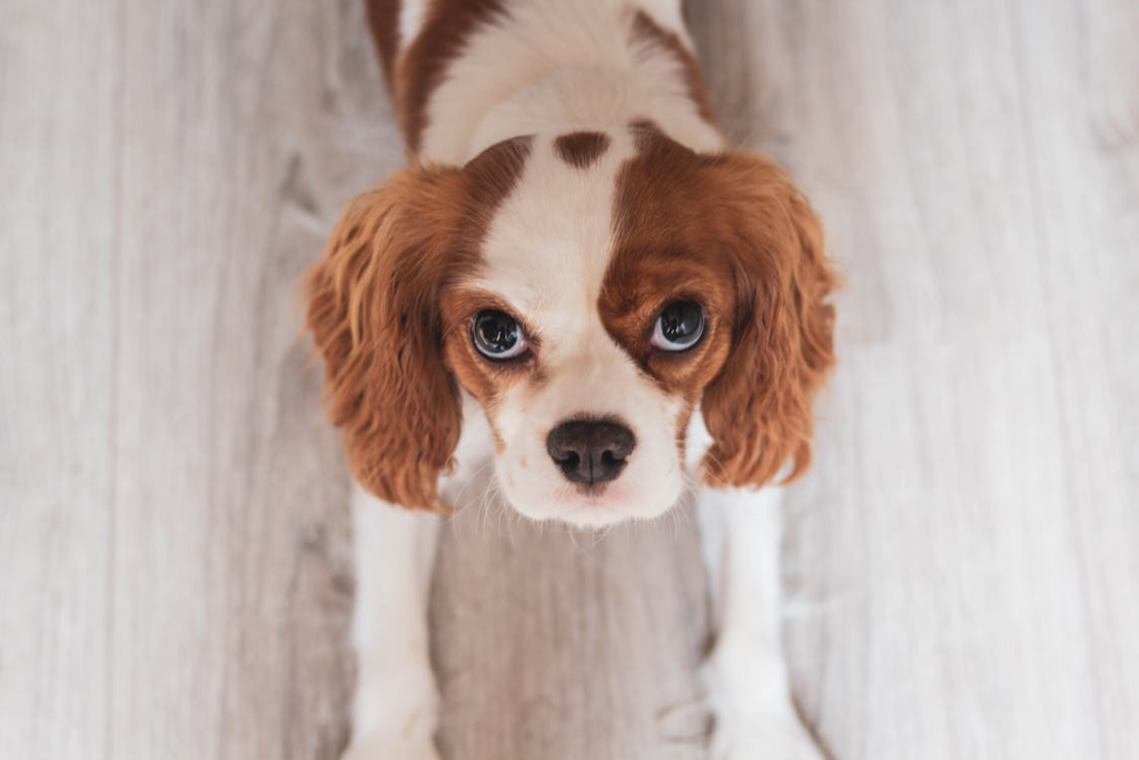 White and Red Cavalier King Charles Spaniel Puppy Close-up Photo
