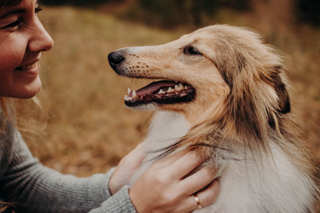woman petting a shetland sheepdog in a field
