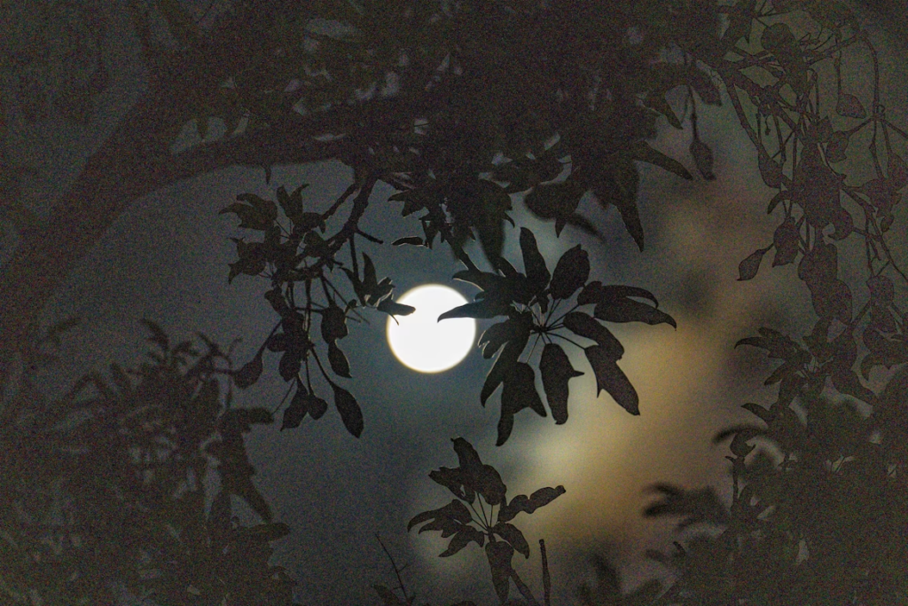 a-full-moon-seen-through-the-branches-of-a-tree