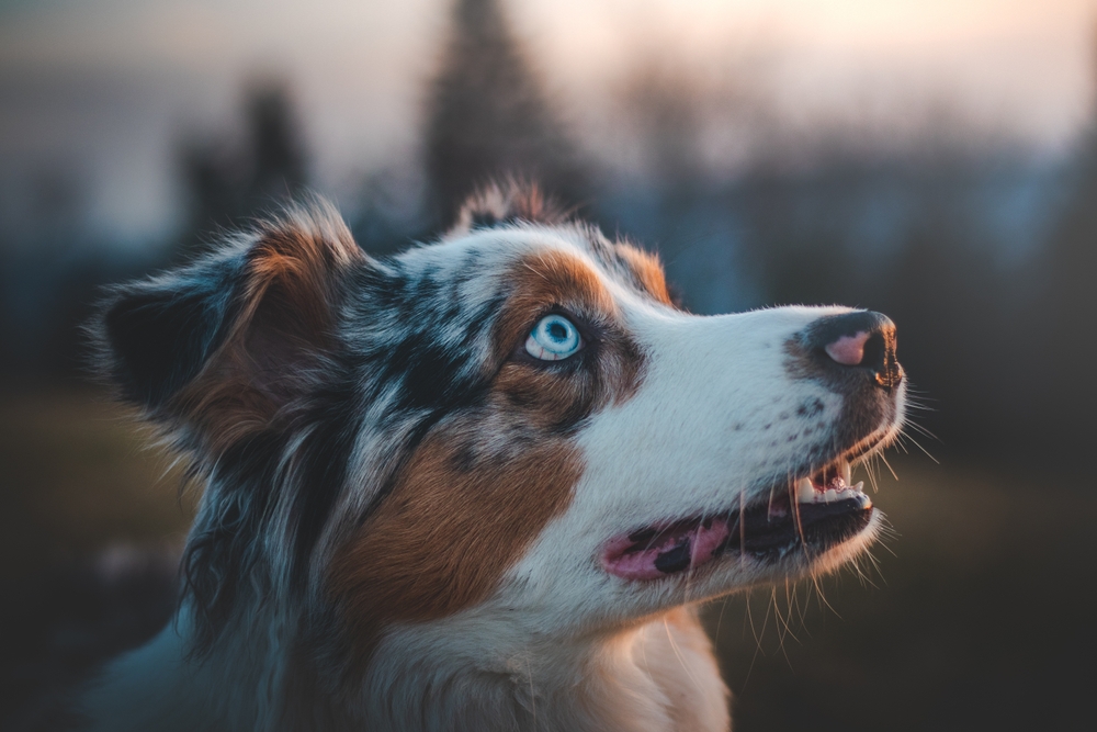10 Top Dog Breeds for People with ADHD