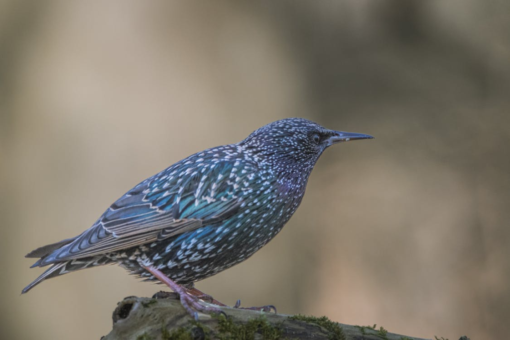 Close-up of a Starling Sitting on a Branch
