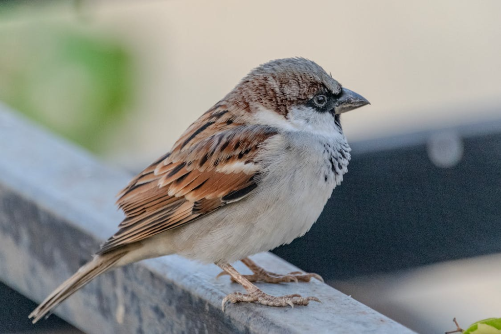 Close-up of a House Sparrow on a Railing
