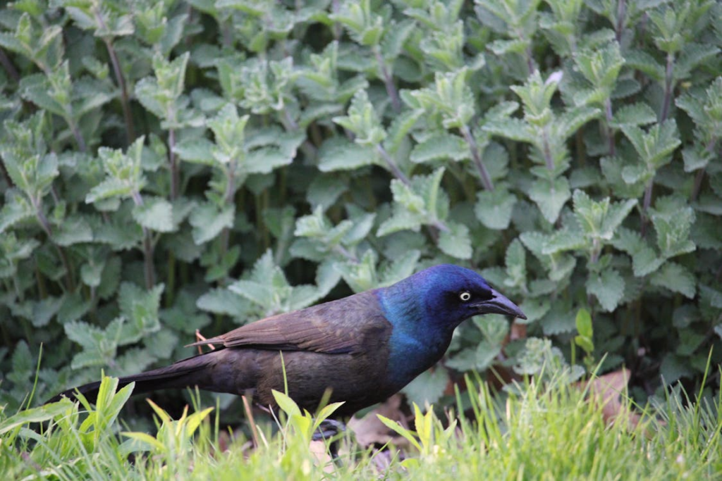 Common Grackle Among Green Foliage in Spring Garden
