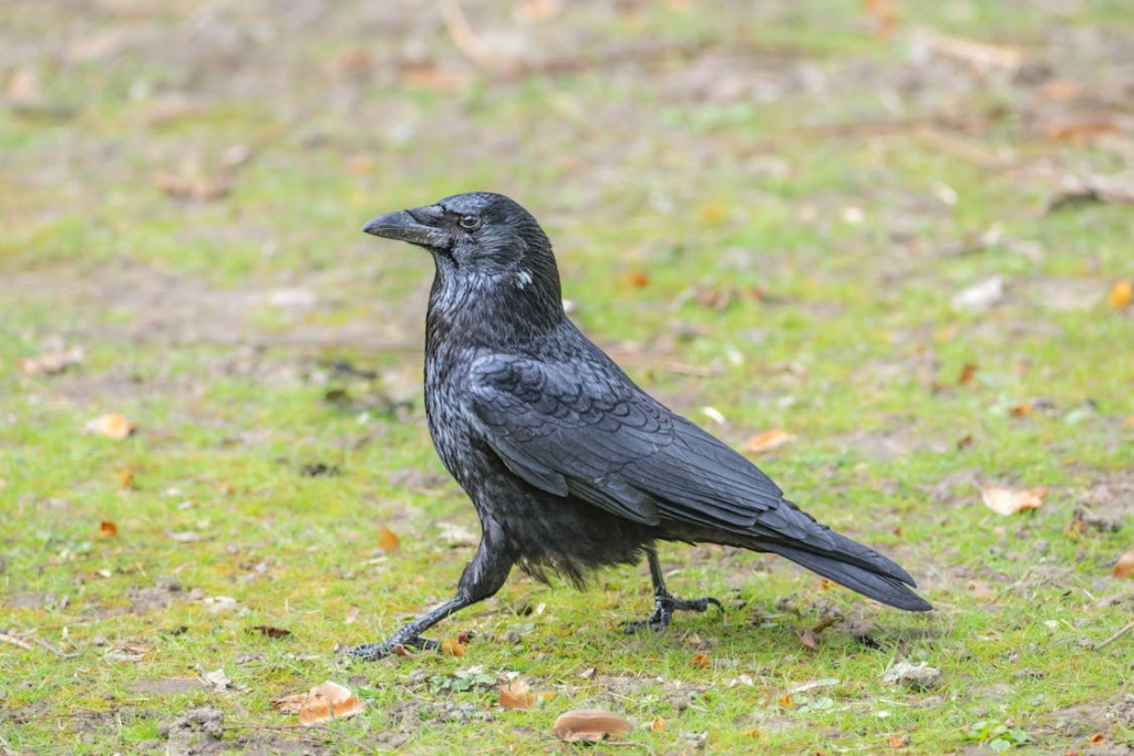 Close-up of a Black Crow on Green Grass

