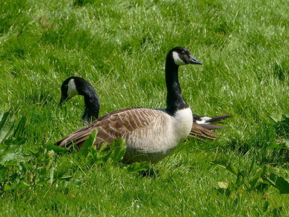 Canada Geese Grazing in Staveley's Green Meadow
