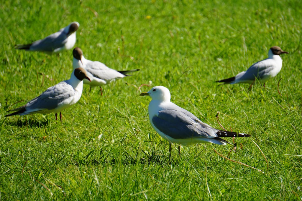 gulls on lawn