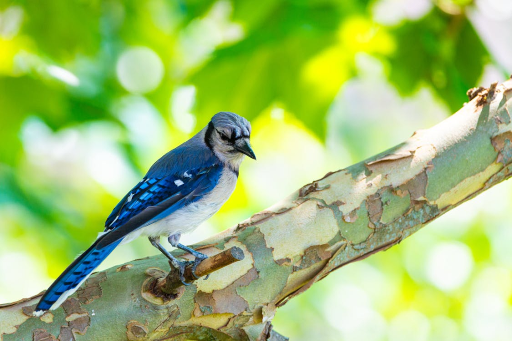 Vibrant Blue Jay on Tree Branch in Pennsylvania
