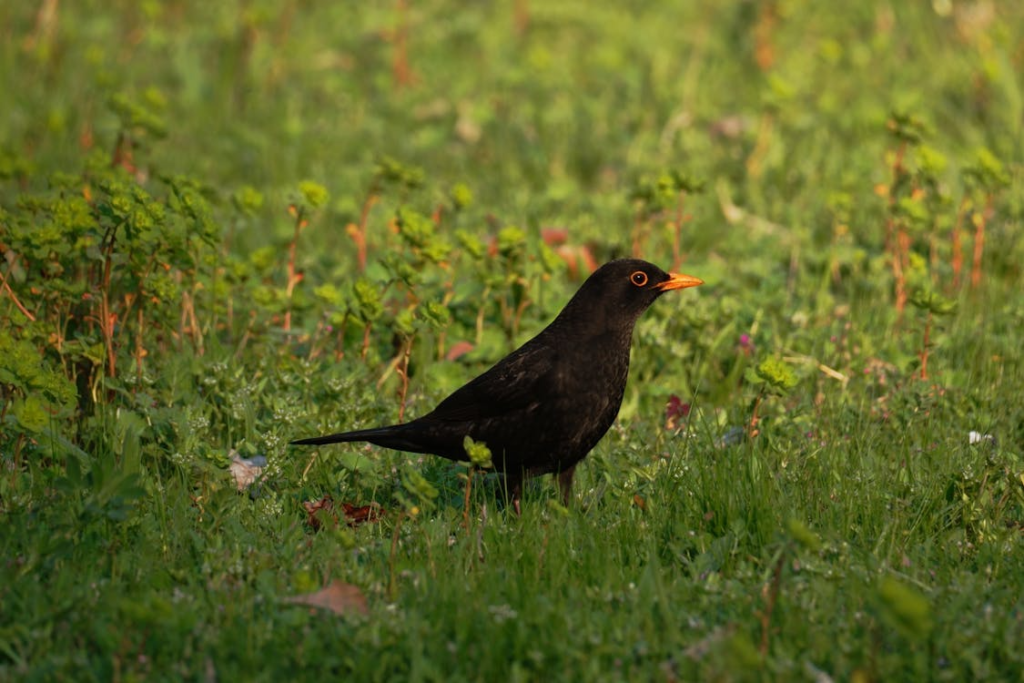 Male Blackbird in Green Meadow Setting
