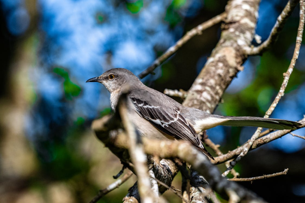 Northern Mockingbird Perched on Branch in Brownsville
