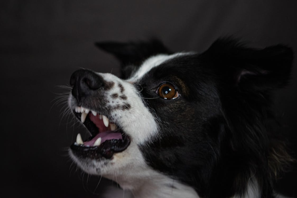 collie growling