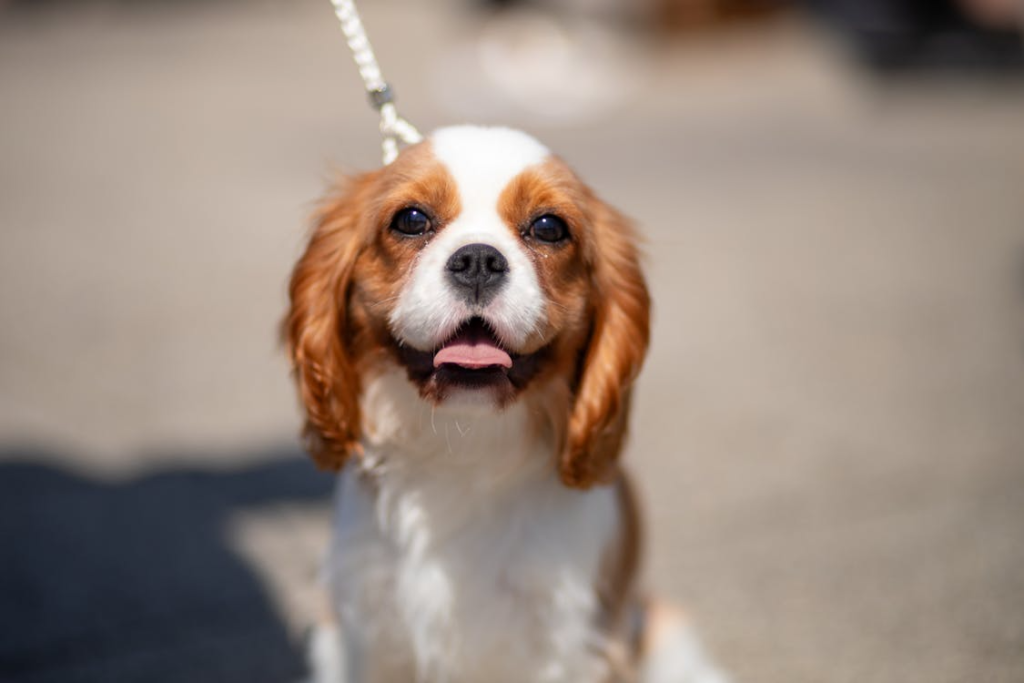 King Charles Spaniel. via Pexels