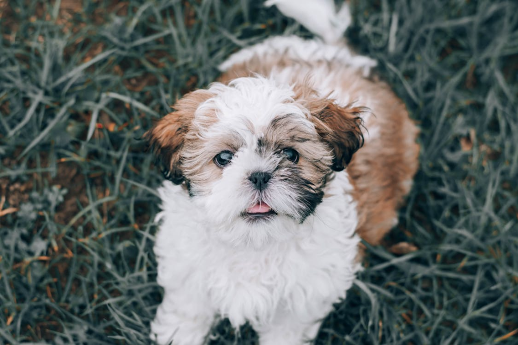 Adorable Shih Tzu Puppy Playing Outdoors. via Pexels
