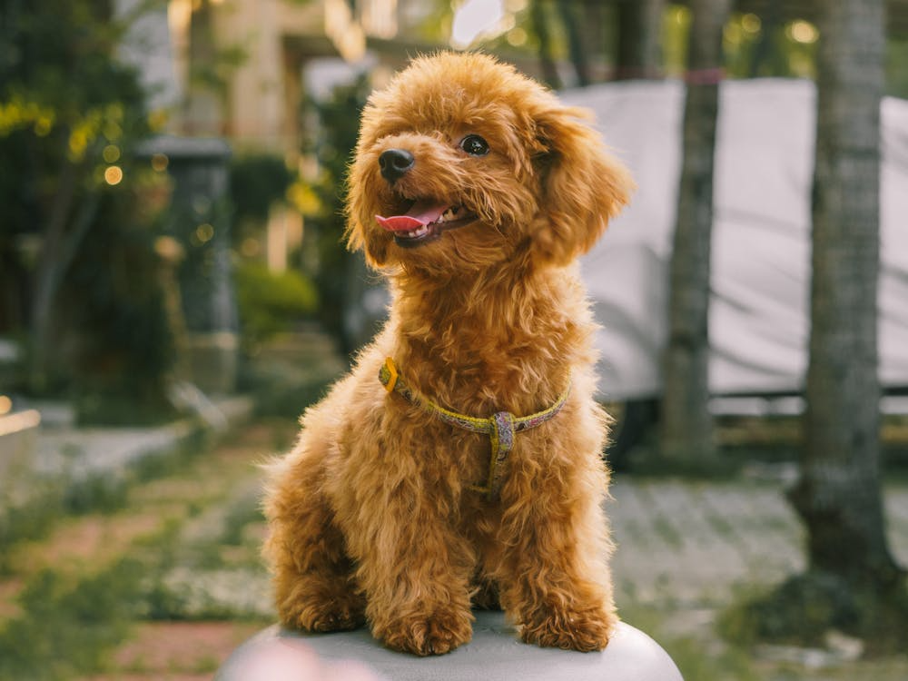 Adorable Toy Poodle Sitting Outdoors on a Sunny Day. via Pexels