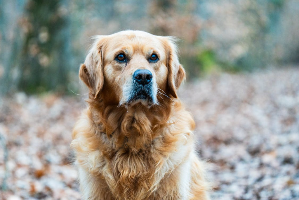 Golden Retriever in a Forested Setting. via Pexels