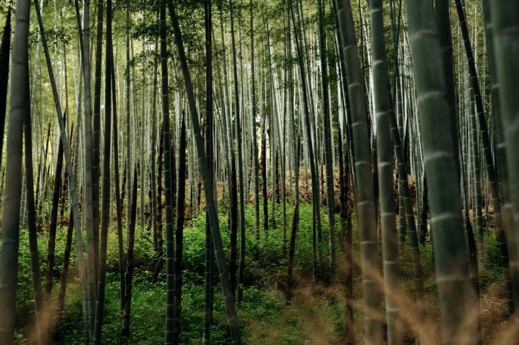 Dense Bamboo Forest in Arashiyama, Japan
