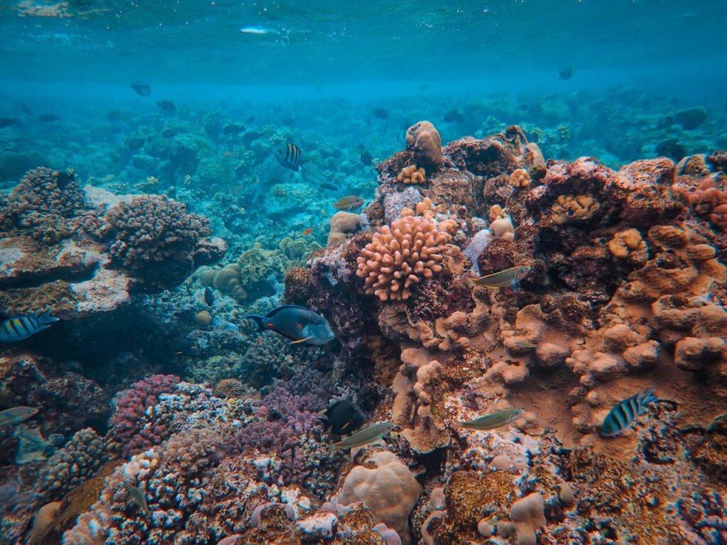 Coral Reef and Fish on Seabed
