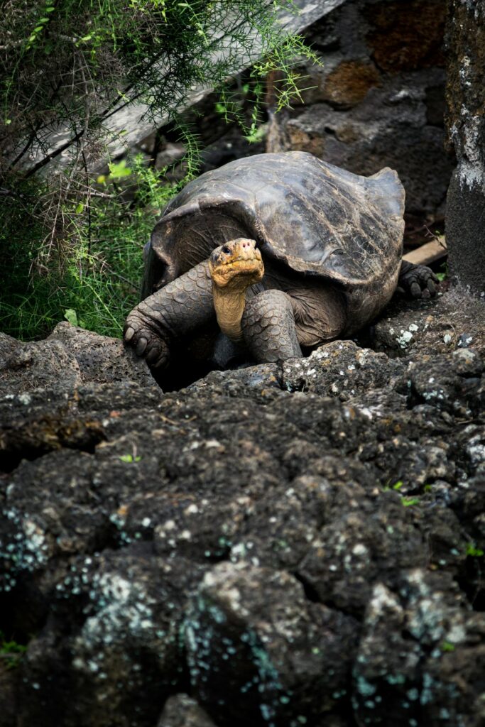 Tortoise on Rock
