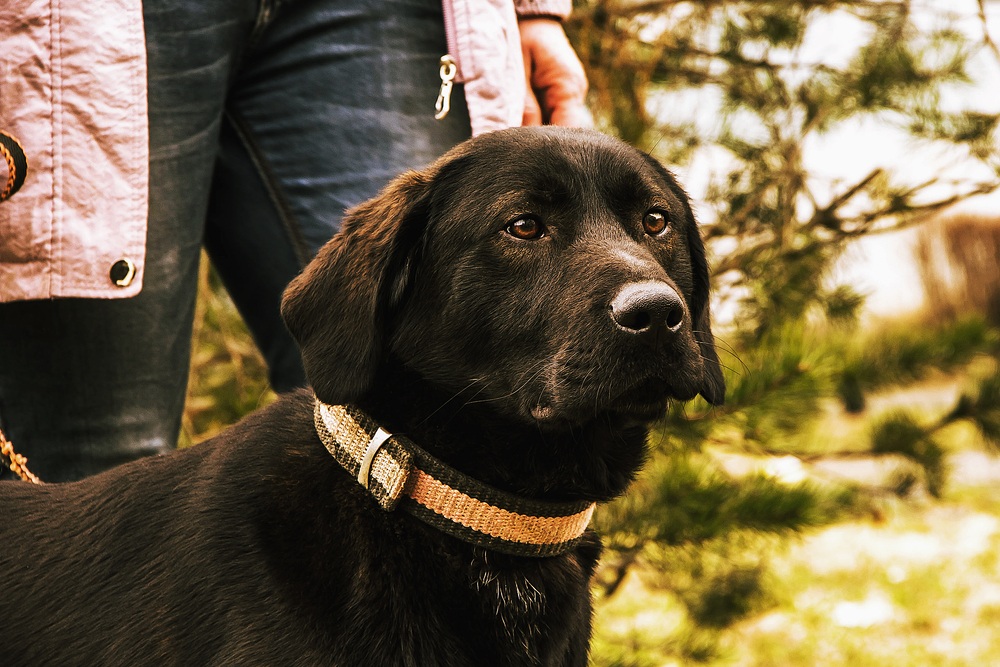 Science Confirms That Dogs Can Recognize A Bad Person - Featured image