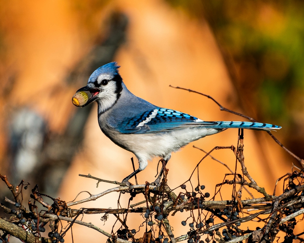 These Common Birds Can Cause Problems Around Your Home - Featured image