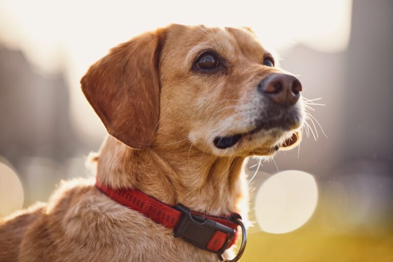 What a Dog Wearing a Red Collar Means - Featured image