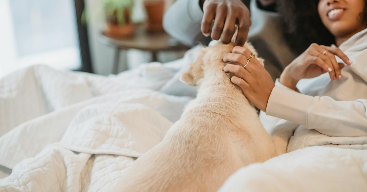 Crop positive black couple smiling while cuddling on comfortable bed and stroking cute purebred dog in sunny morning