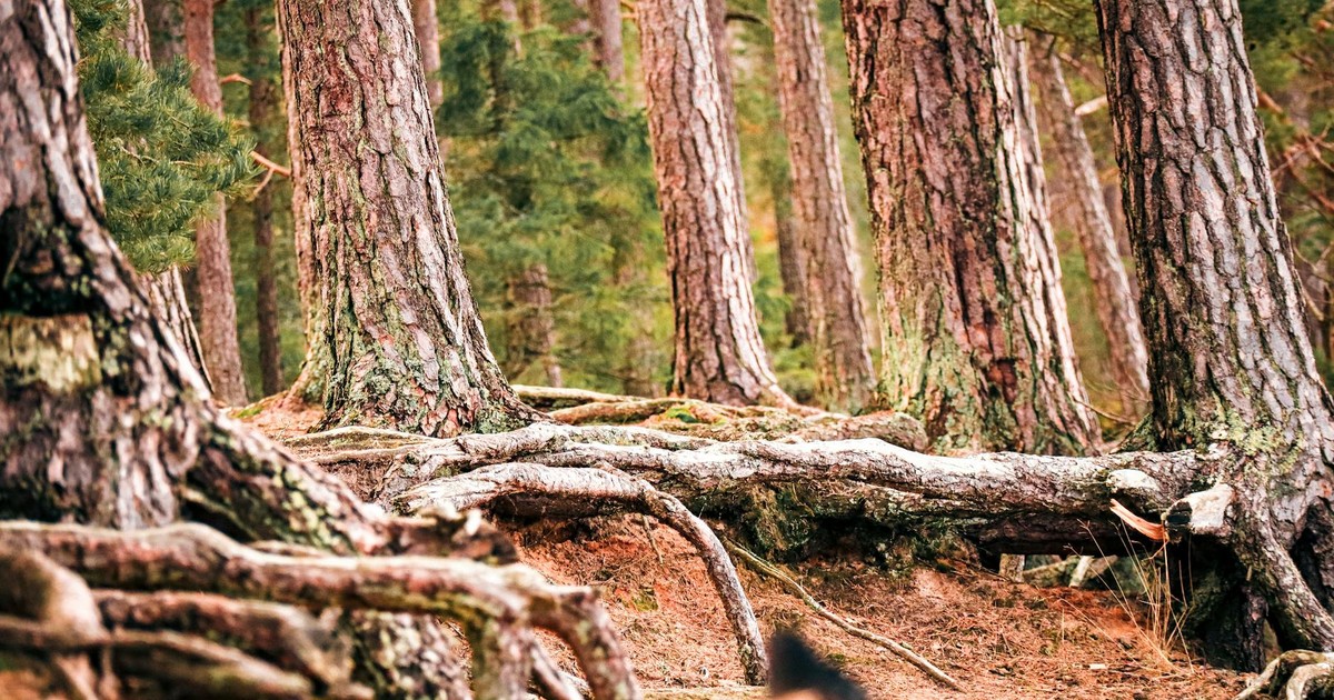 Vibrant pine forest with exposed tree roots on a sunny day, showcasing natural beauty.