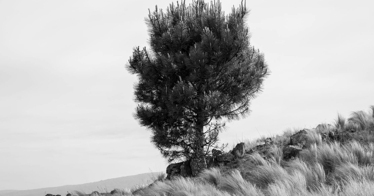 A solitary pine tree stands amidst windswept grass in Córdoba, Argentina, captured in black and white.