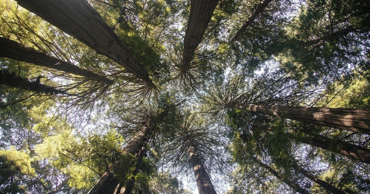 Upward view of towering redwood trees in Mill Valley's lush forest, capturing sunlight through the canopy.