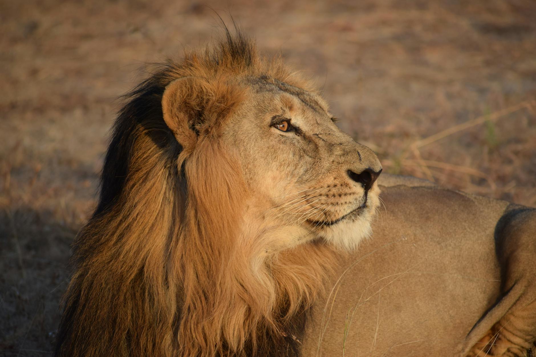 Close-up portrait of an African lion with its mane basking in the sunlight, showing regal elegance.
