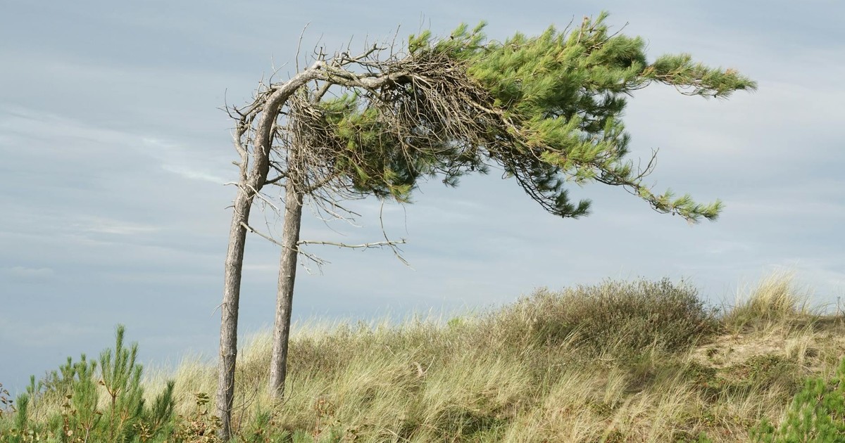 Two pine trees bent by the wind on a grassy coastal dune, under a cloudy sky.