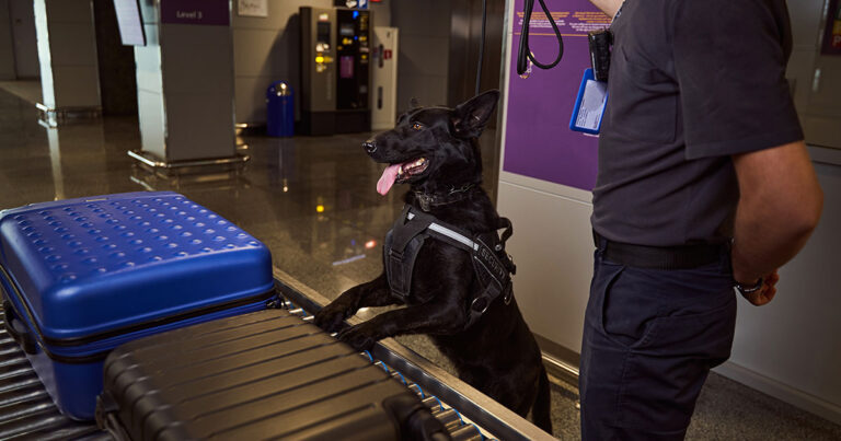 What Really Happens to TSA Dogs When They Retire - Featured image