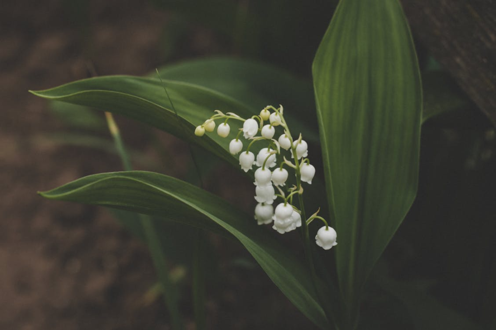 Lily of the Valley
