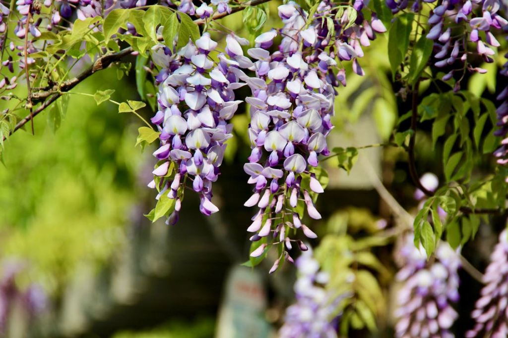 Close-up of purple and white wisteria flowers in full bloom, capturing spring vibrancy.
