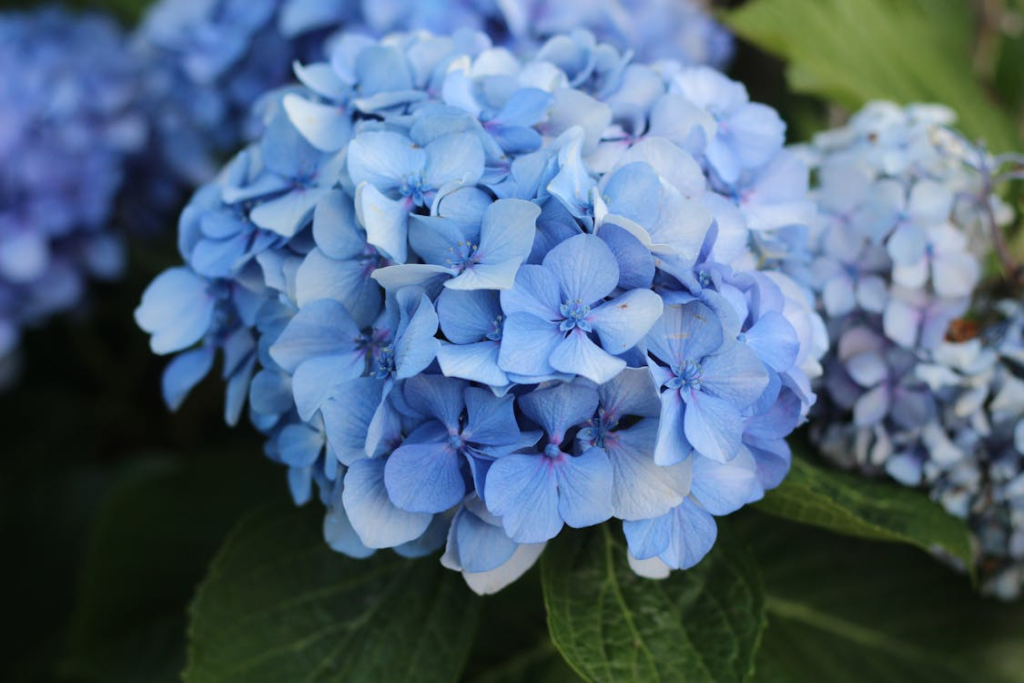 A stunning close-up shot of blue hydrangea blossoms, showcasing their vibrant color and delicate petals.
