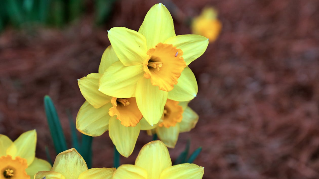Close-up of vibrant yellow daffodils blooming in a garden during springtime.
