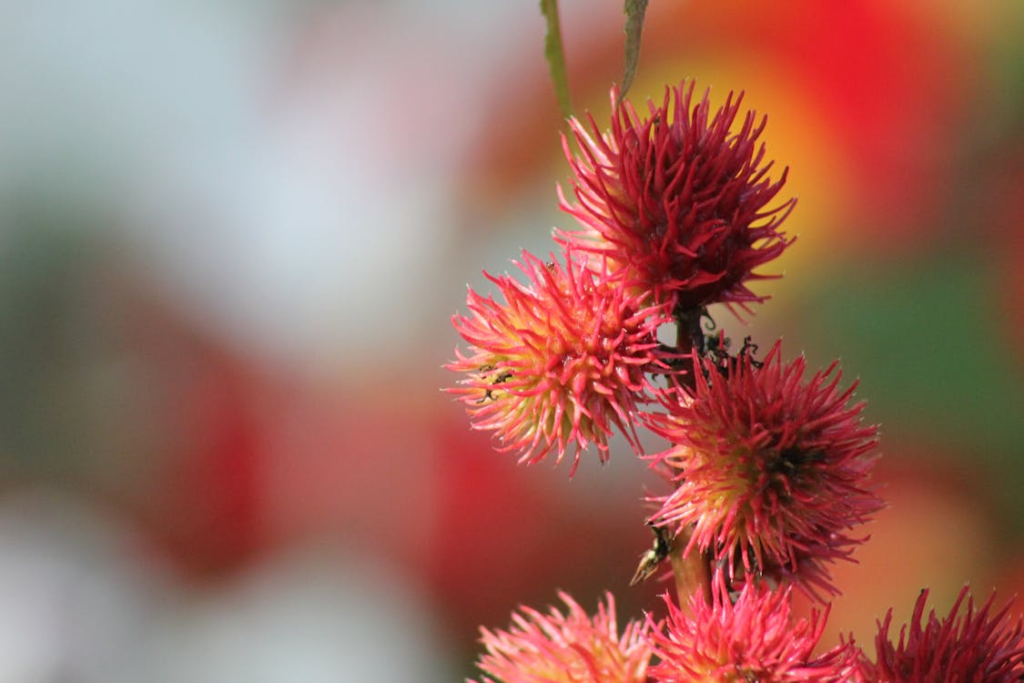 Vibrant close-up of a red castor bean plant in Toronto, Ontario.
