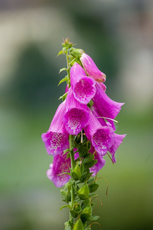 Vibrant purple foxglove flowers with delicate petals in a summer garden setting