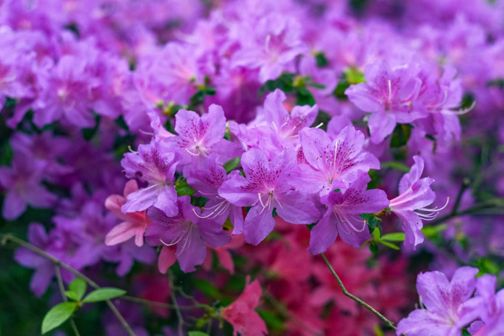 A stunning close-up of vibrant purple azaleas in full bloom, showcasing nature's beauty.
