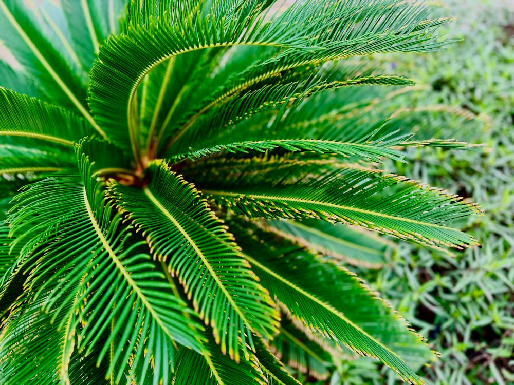 Vibrant green Sago Palm (Cycas revoluta) leaves captured in a lush garden setting.
