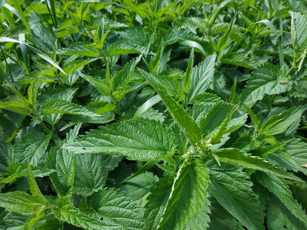 Detailed shot of green stinging nettle leaves in natural habitat, highlighting texture and density.
