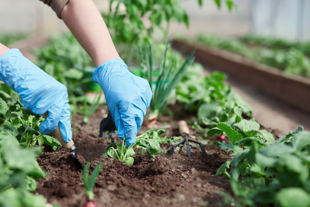 Do NOT Plant These in Summer — They’ll Be Dead by July - Featured image