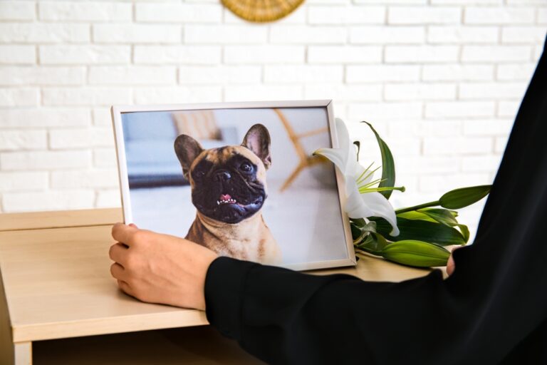 Reasons Why a Pet’s Death Feels More Devastating Than Some of Life’s Biggest Tramuas - Featured image