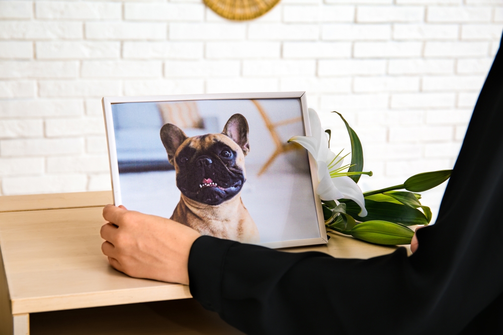 Reasons Why a Pet’s Death Feels More Devastating Than Some of Life’s Biggest Tramuas - Featured image